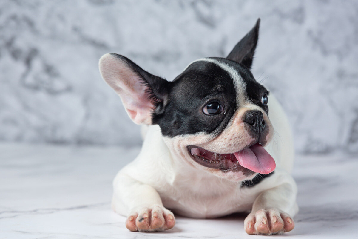 siyah ve beyaz renkli tüylere sahip, dili dışarda duran French Bulldog