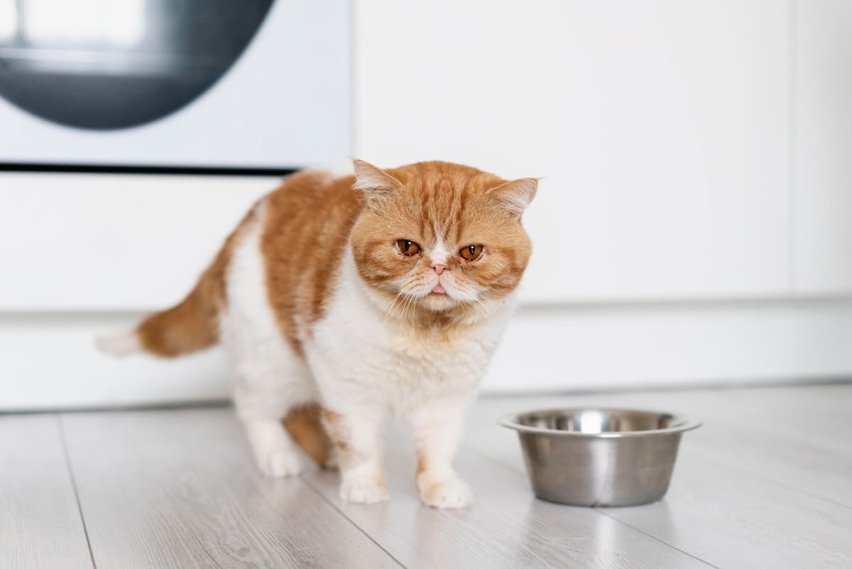 mama kabının yanında ayakta duran kedi