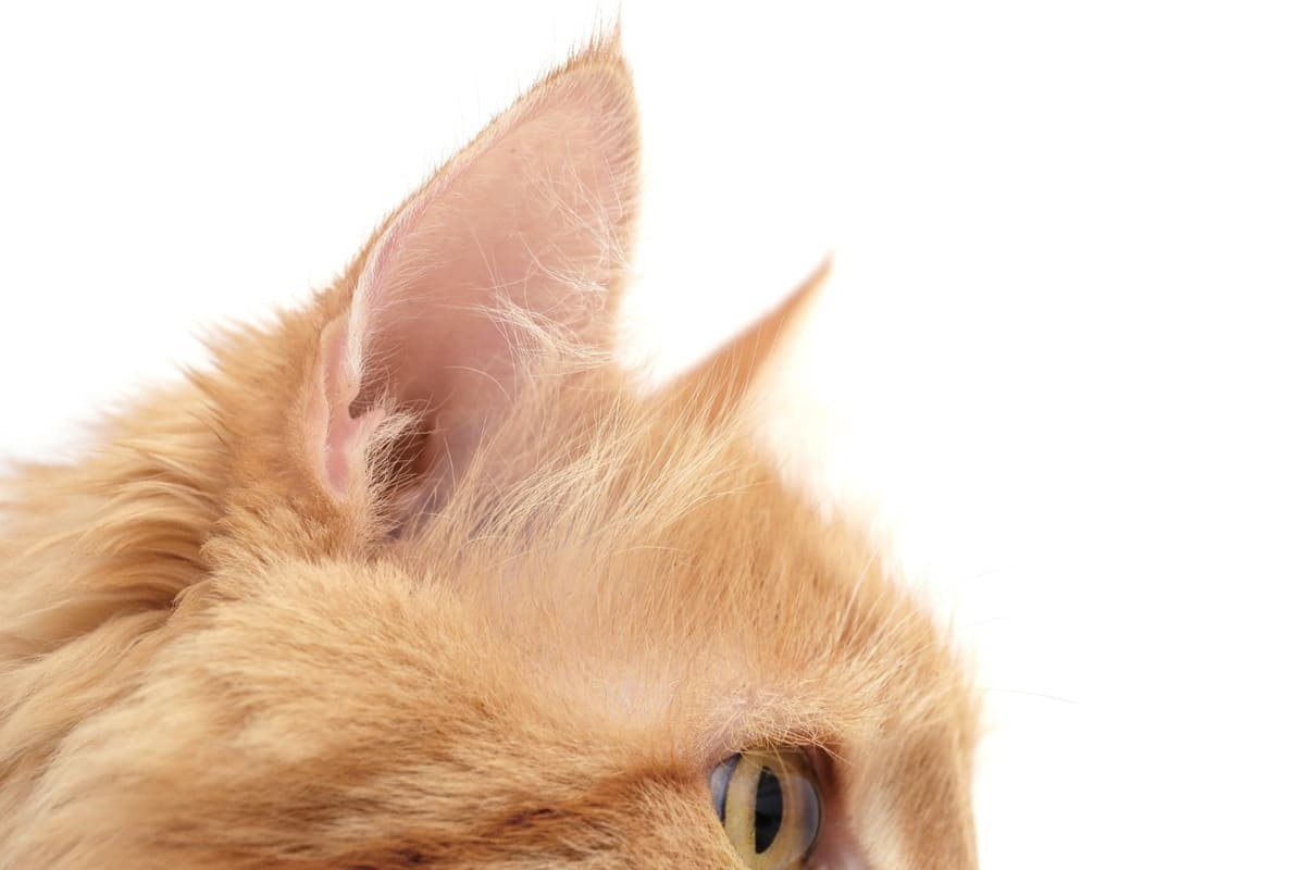 sarman kedi