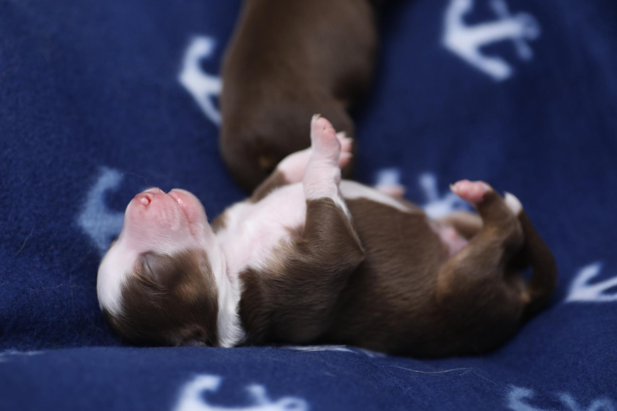 sırt üstü uyuyan yavru köpek