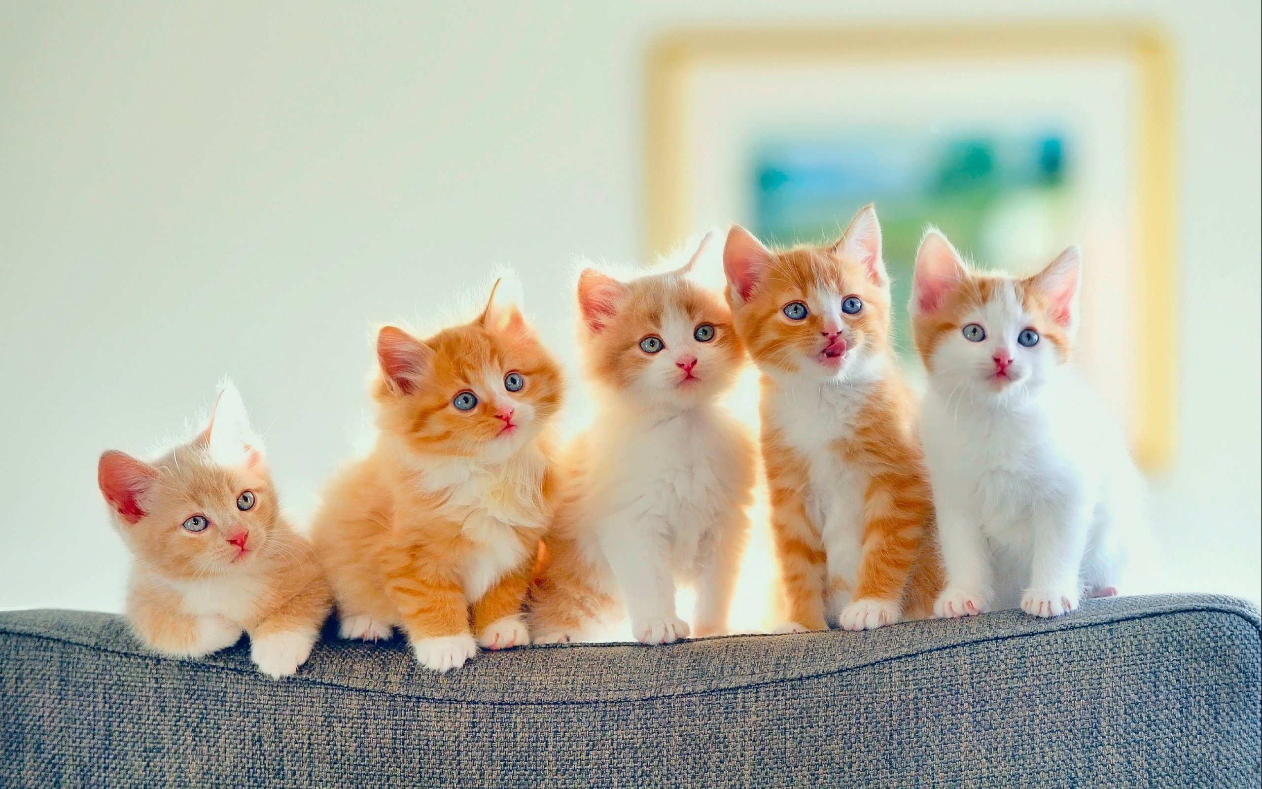 turuncu ve beyaz tüylü yavru kediler