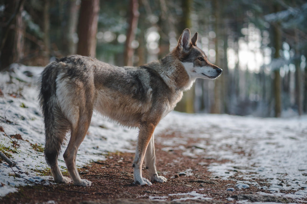 kurt hibrit köpek ormanda