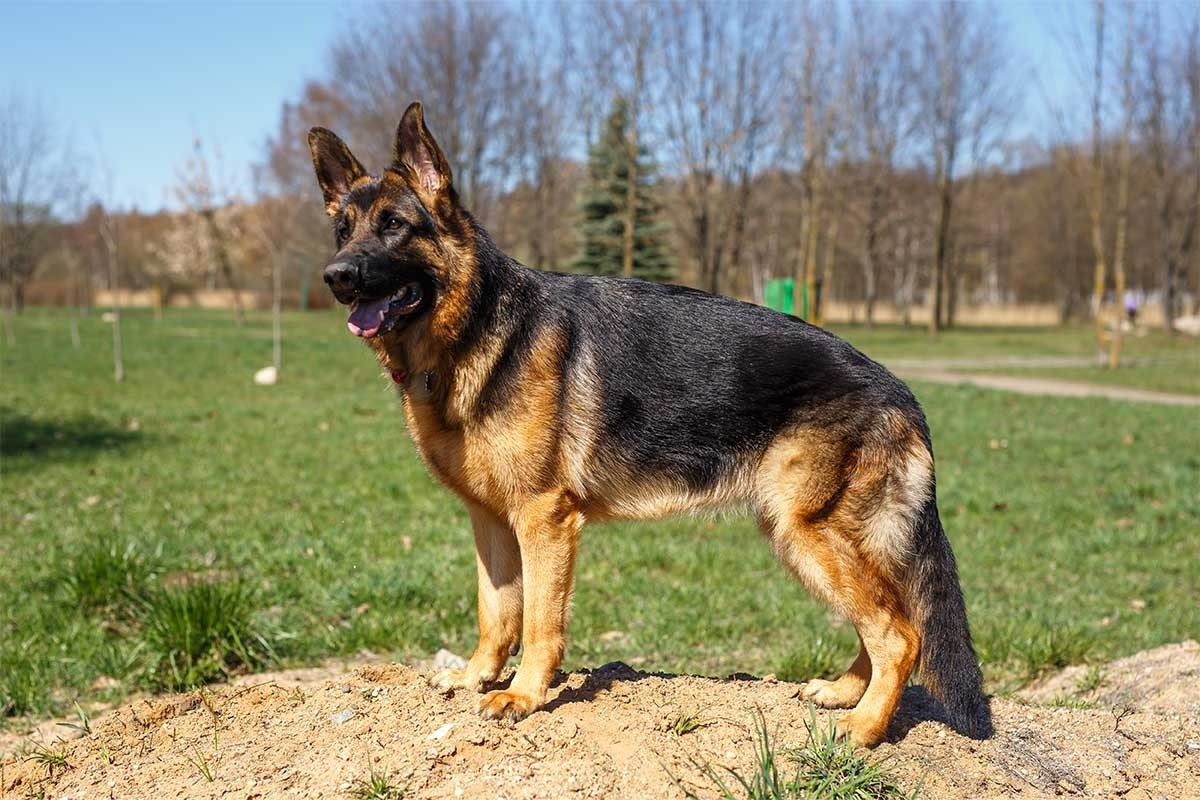 açık havada yan duran alman kurdu