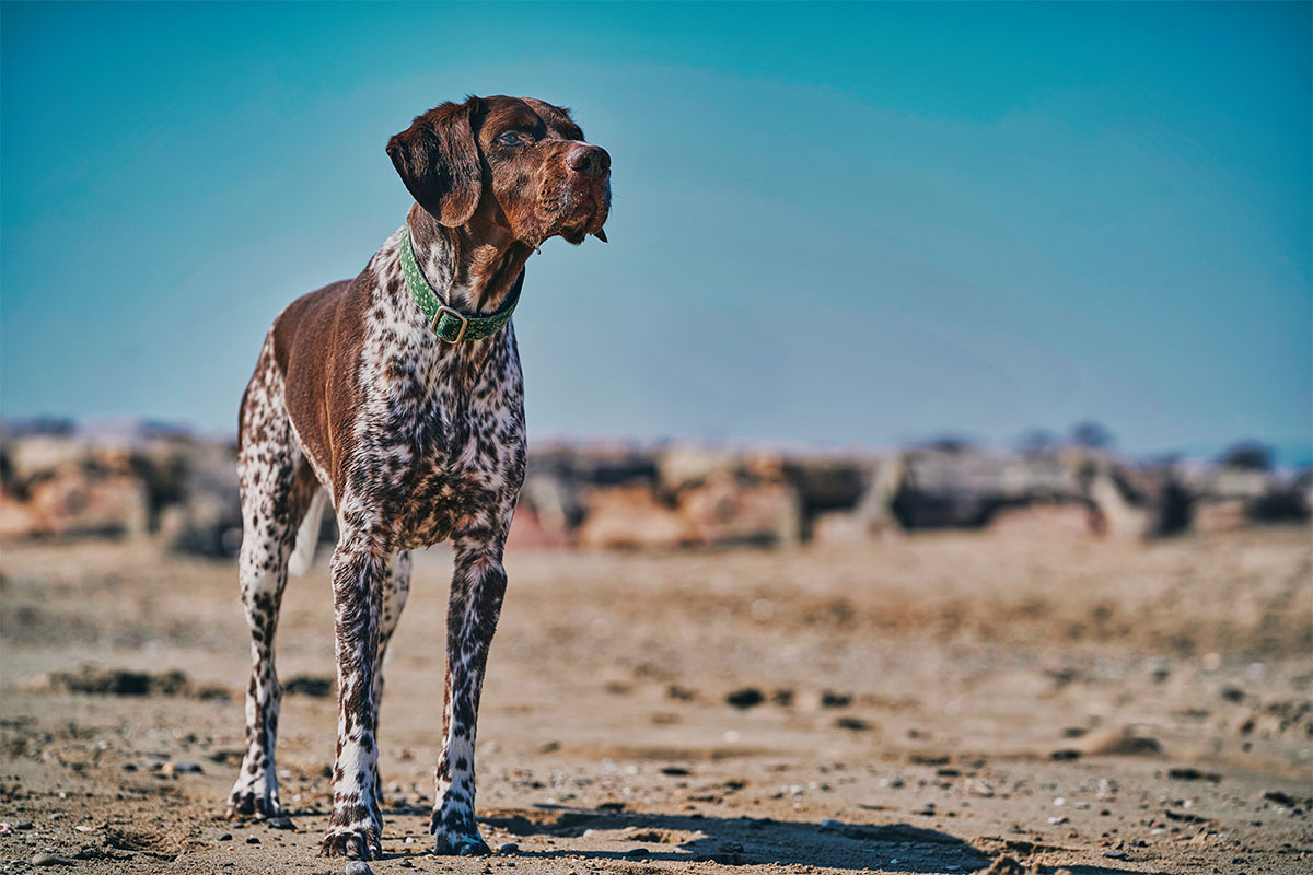 yüzü kahverengi, vücudu kahverengi benekli köpek