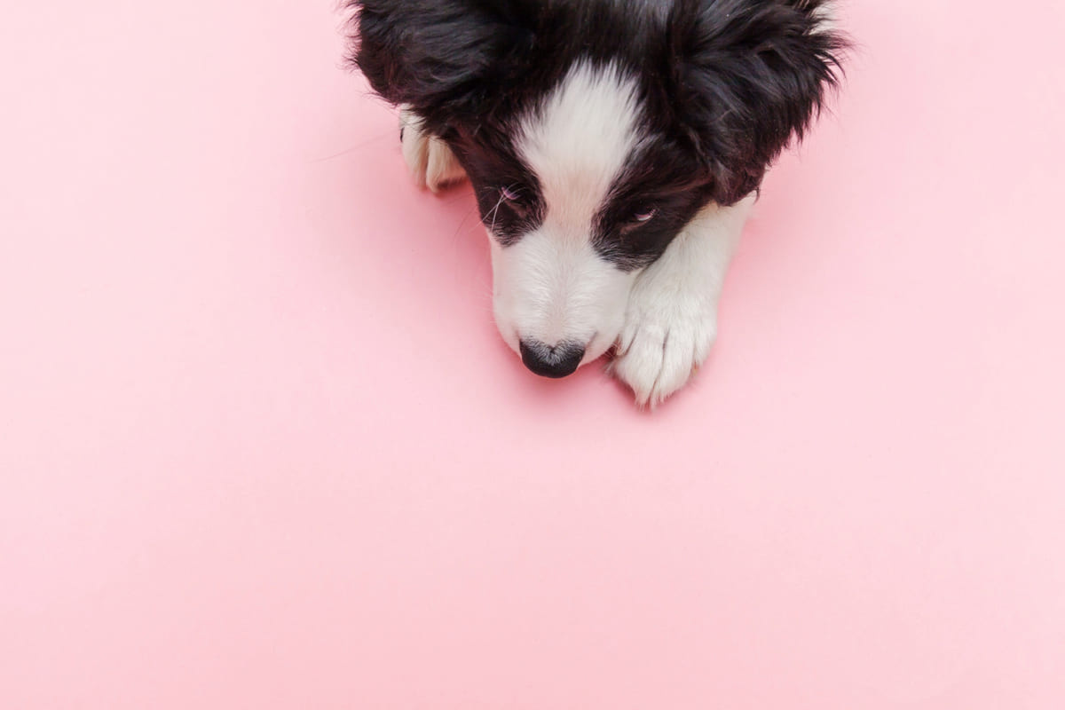 pembe zemine yüzünü dayamış siyah beyaz köpek