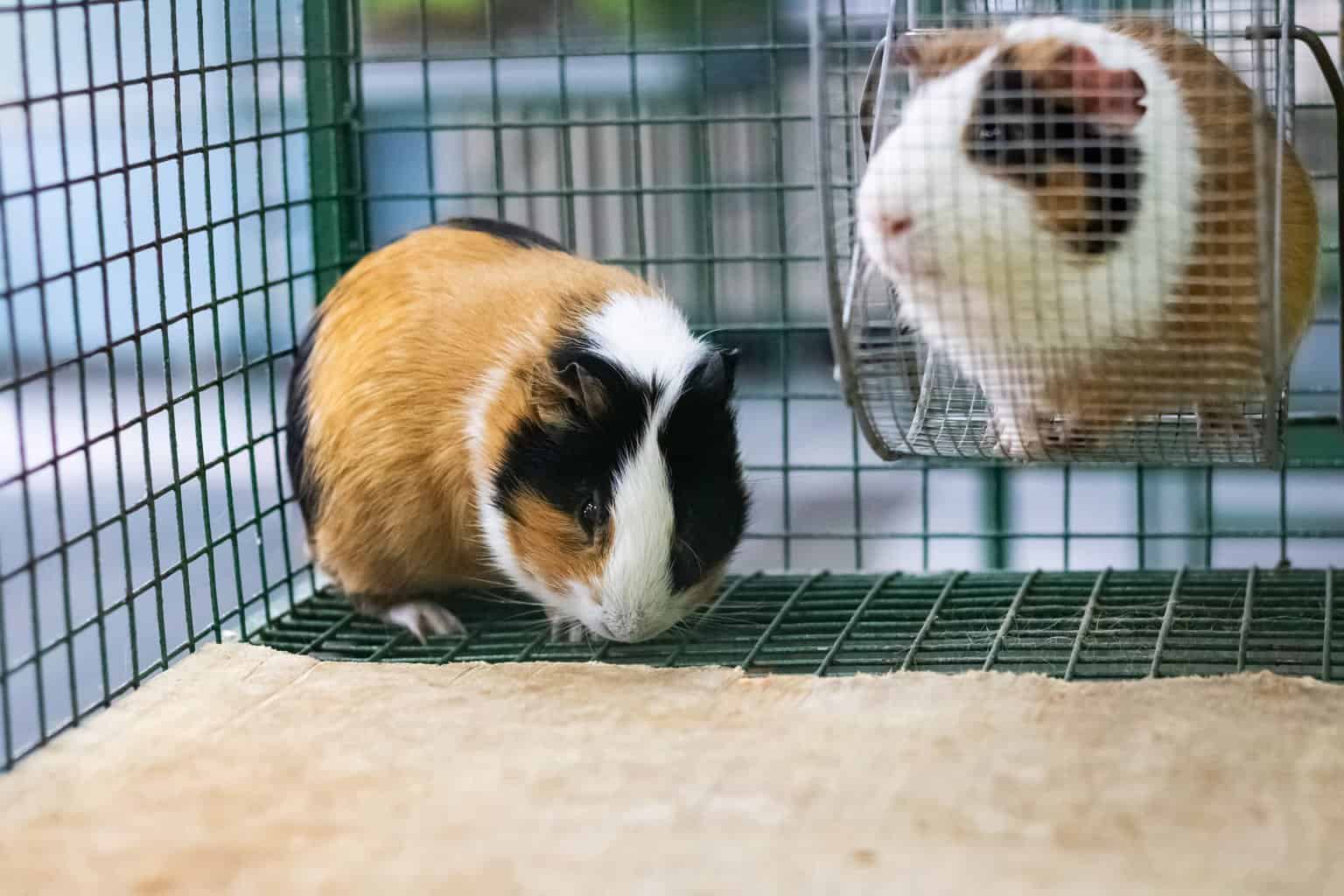 kafeste iki guinea pig