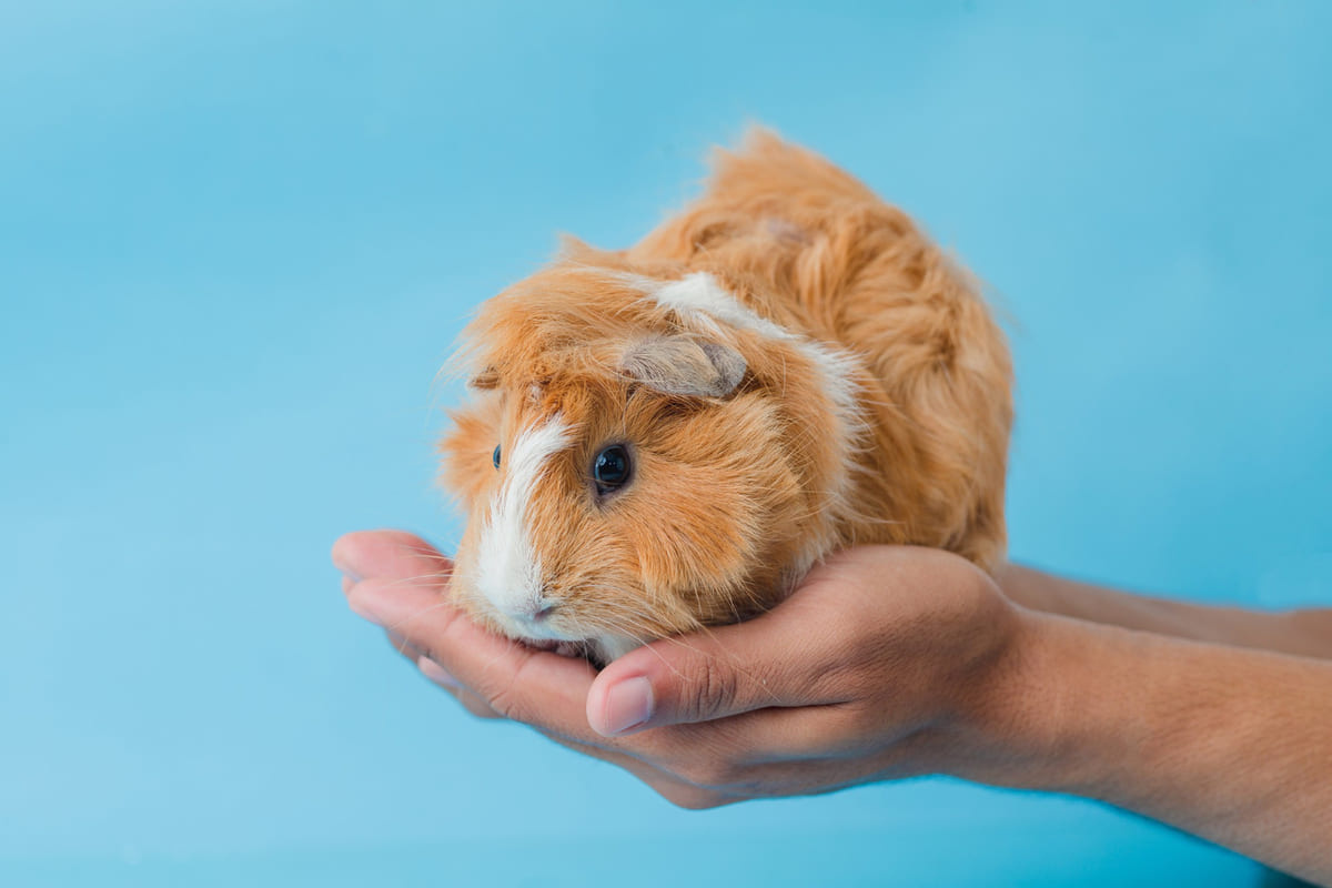 sahibinin avucunda duran ginepig
