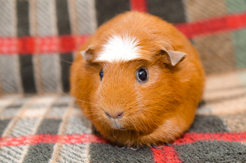 kahverengi guinea pig