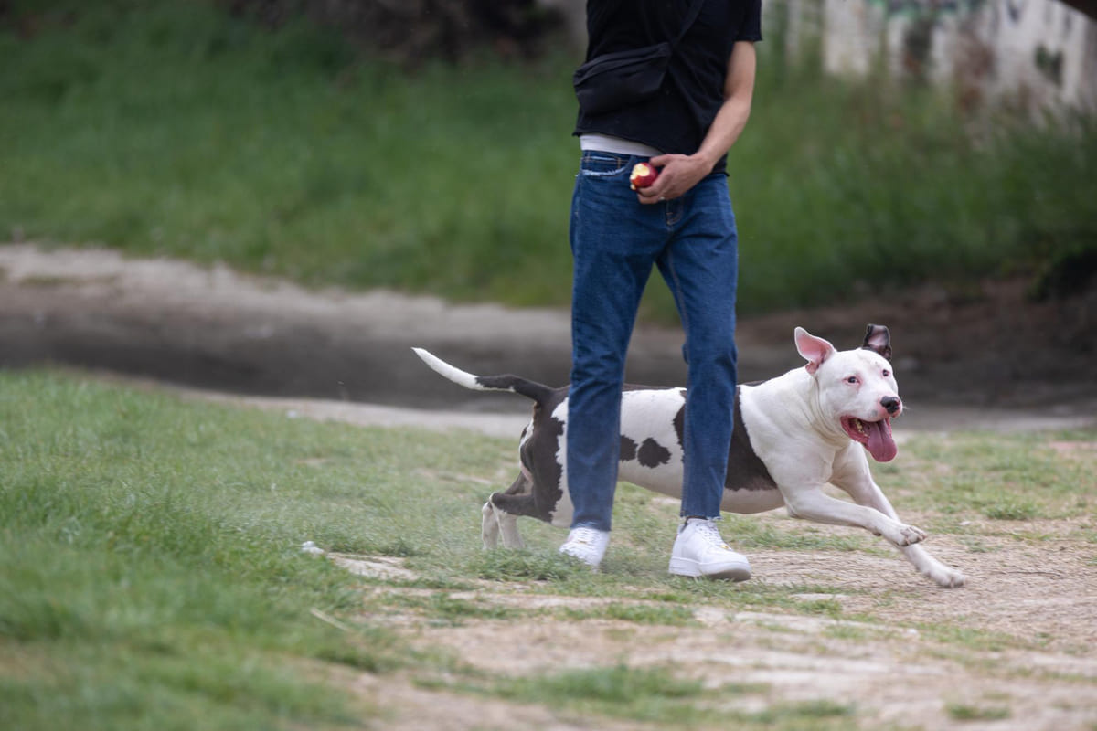 gi komutu ile koşmaya başlayan köpek
