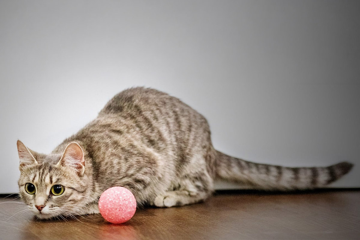 avlanma pozisyonundaki kedi ve yanında duran pembe top