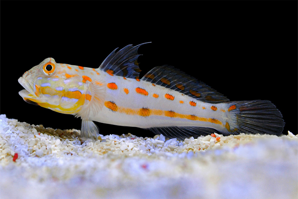 beyaz, turuncu benekli balık zemine yakın yüzüyor