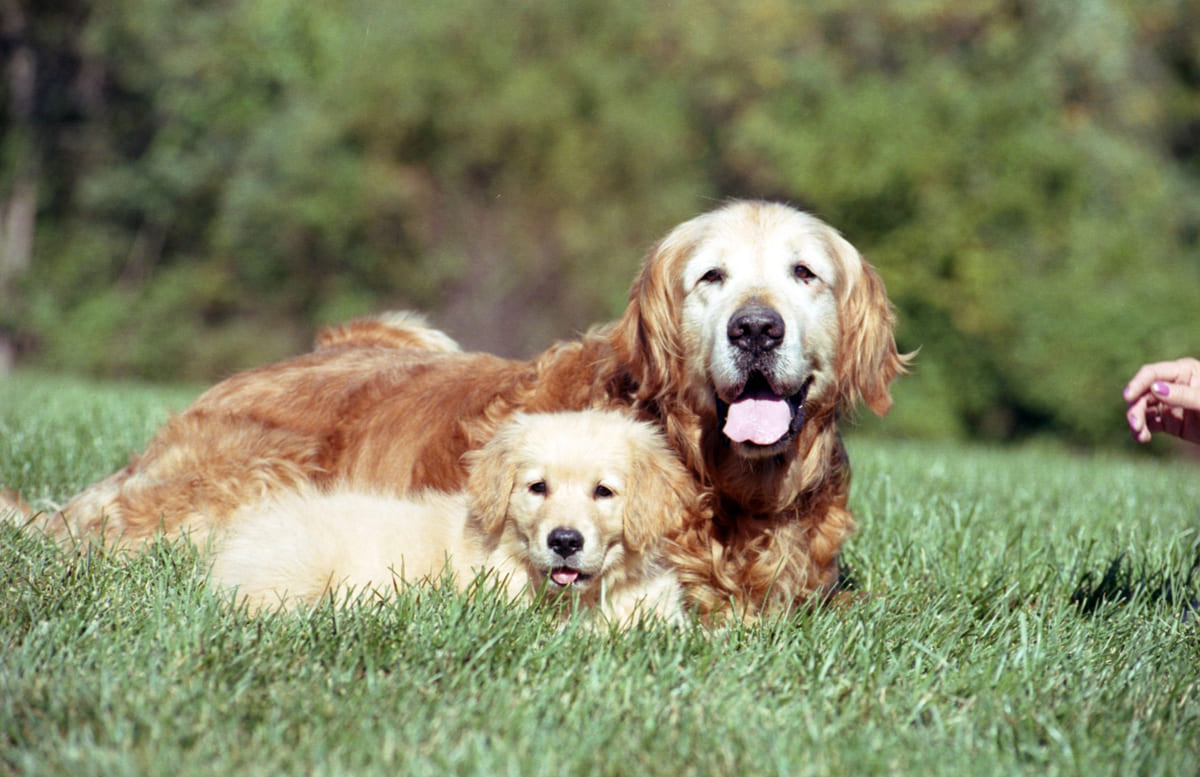 Golden Retriever ırkına mensup köpek