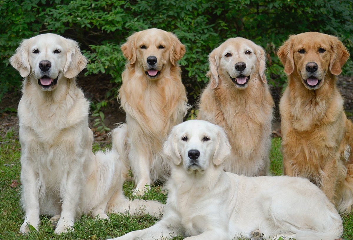 farklı tüy renklerine sahip golden retriever ırkı köpekler