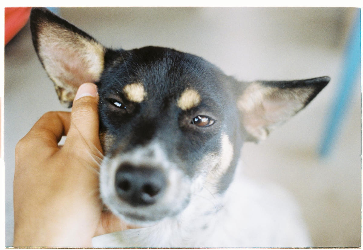 dik kulaklı, kısa tüylü köpek