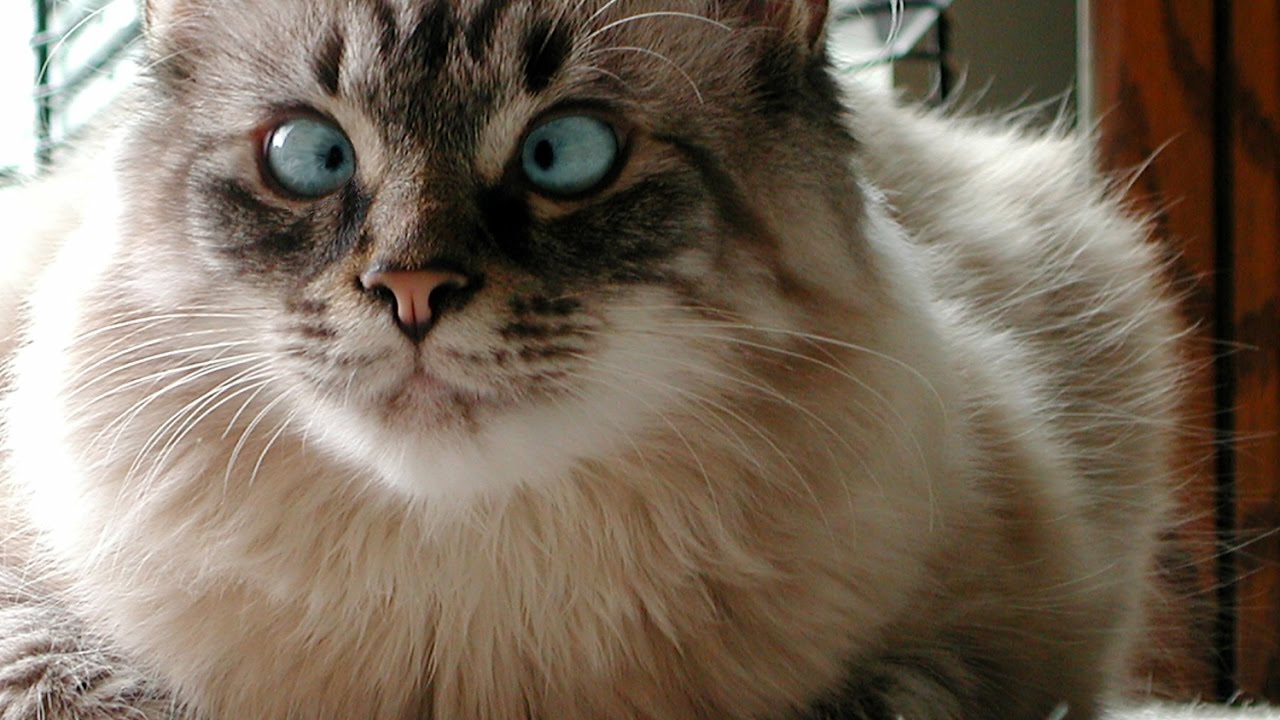Kedilerde Göz Kayması Neden Olur? | Petlebi