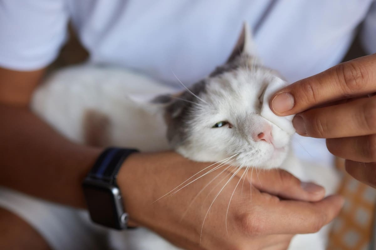 gözü temiz bir bezle silinen beyaz kedi