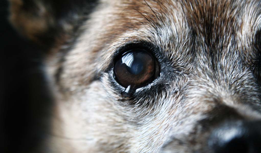 gözü sulanmış köpek