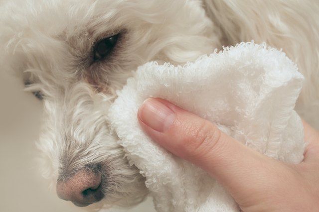 gözündeki göz yaşı lekeleri temizlenen beyaz tüylü köpek