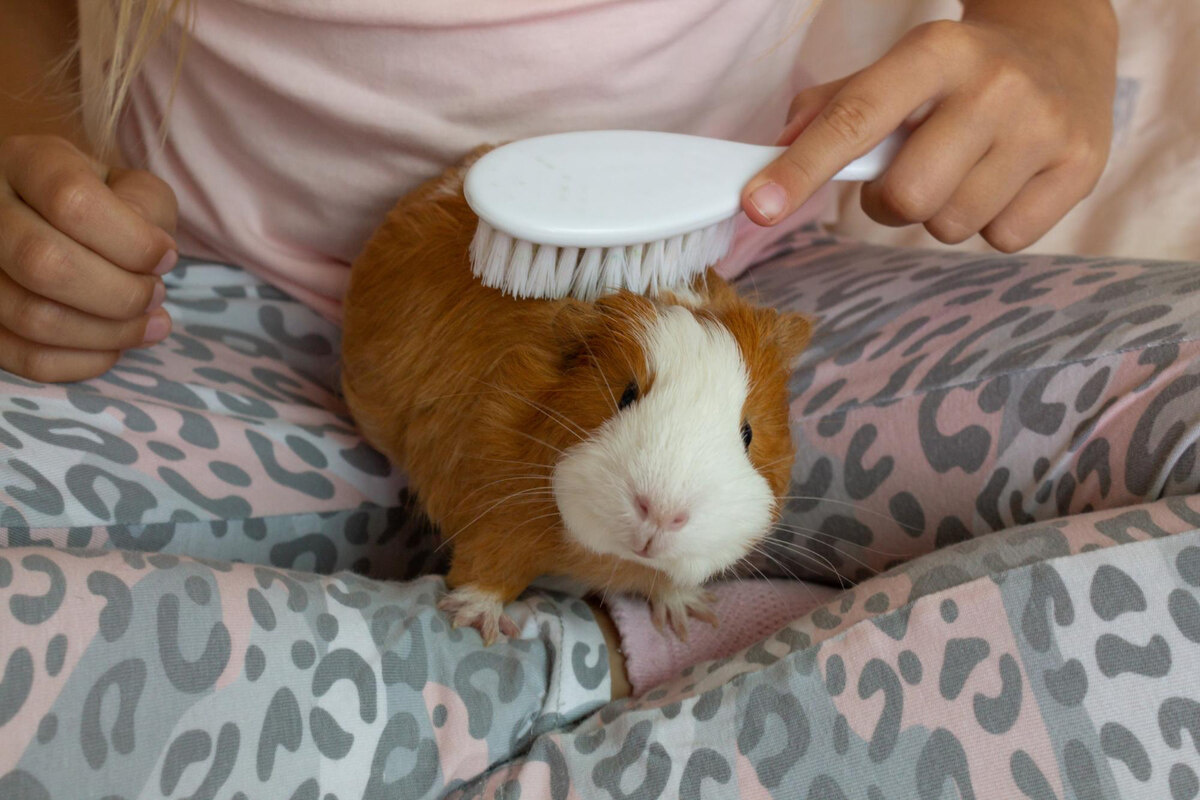 tüyleri taranan guinea pig