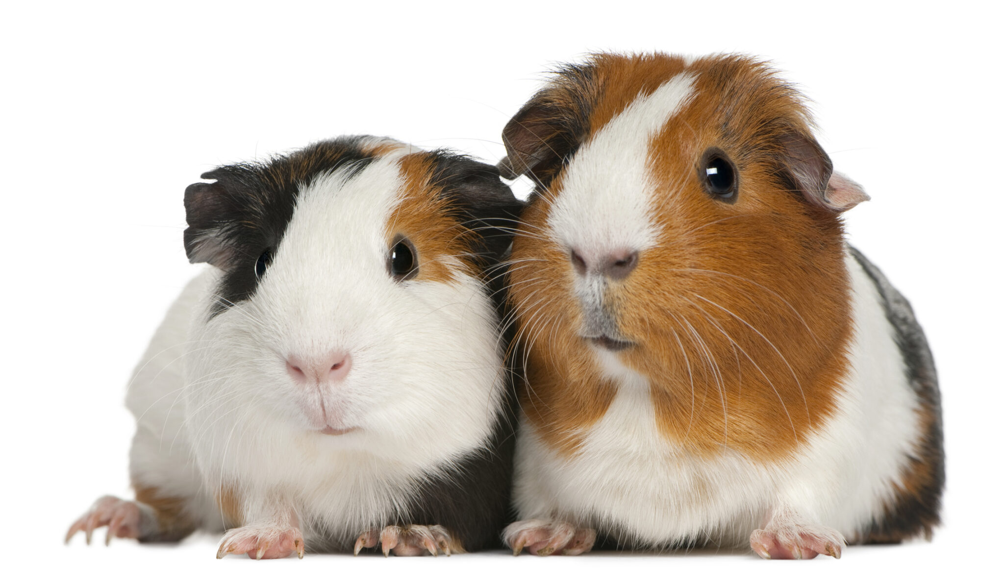 iki guinea pig yan yana