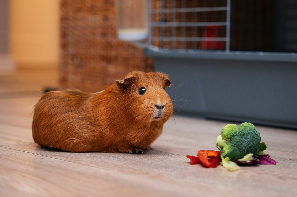 kahverengi tüylü guinea pig