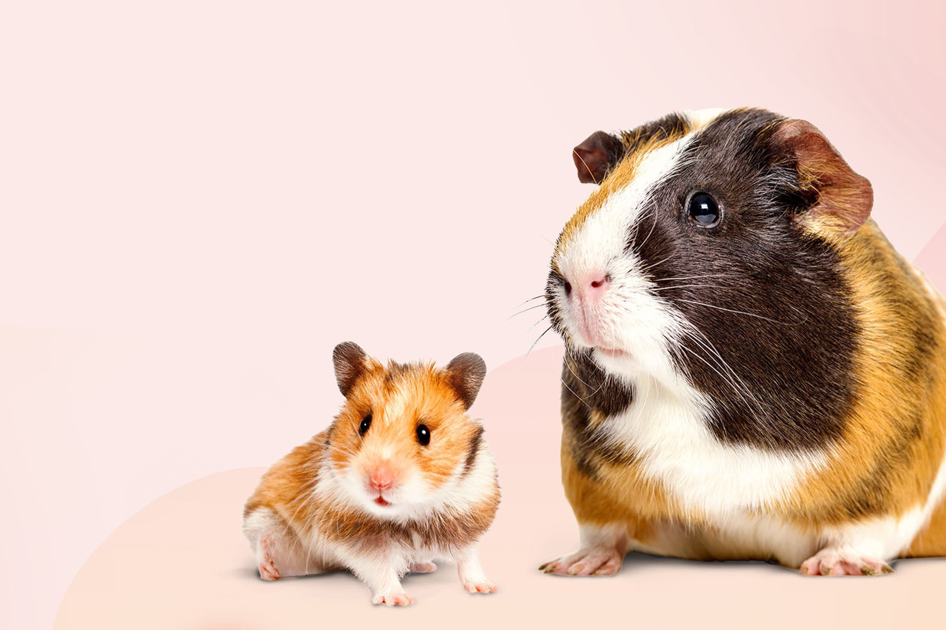 hamster ve guinea pig