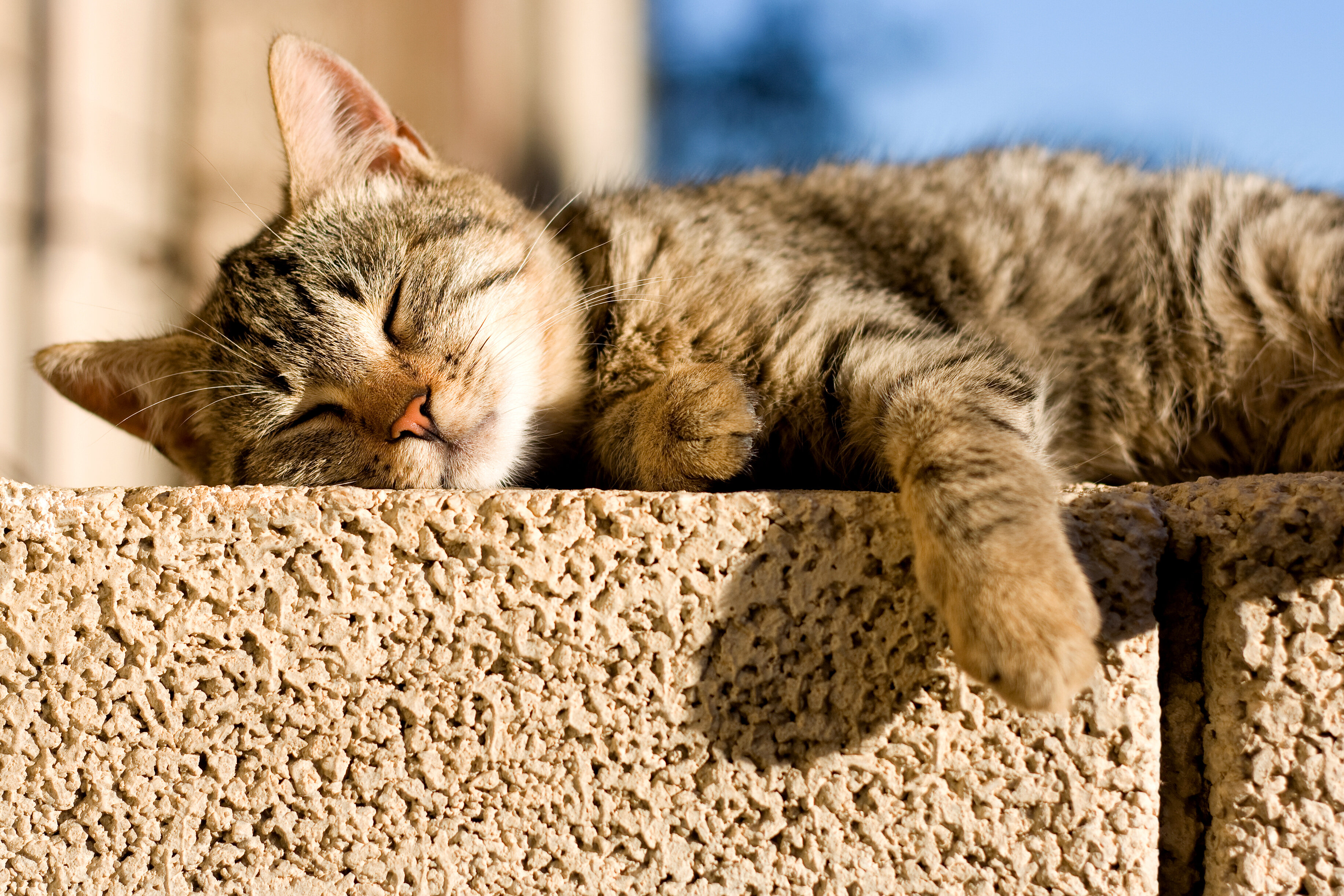 açık havada güneşte yatan kedi