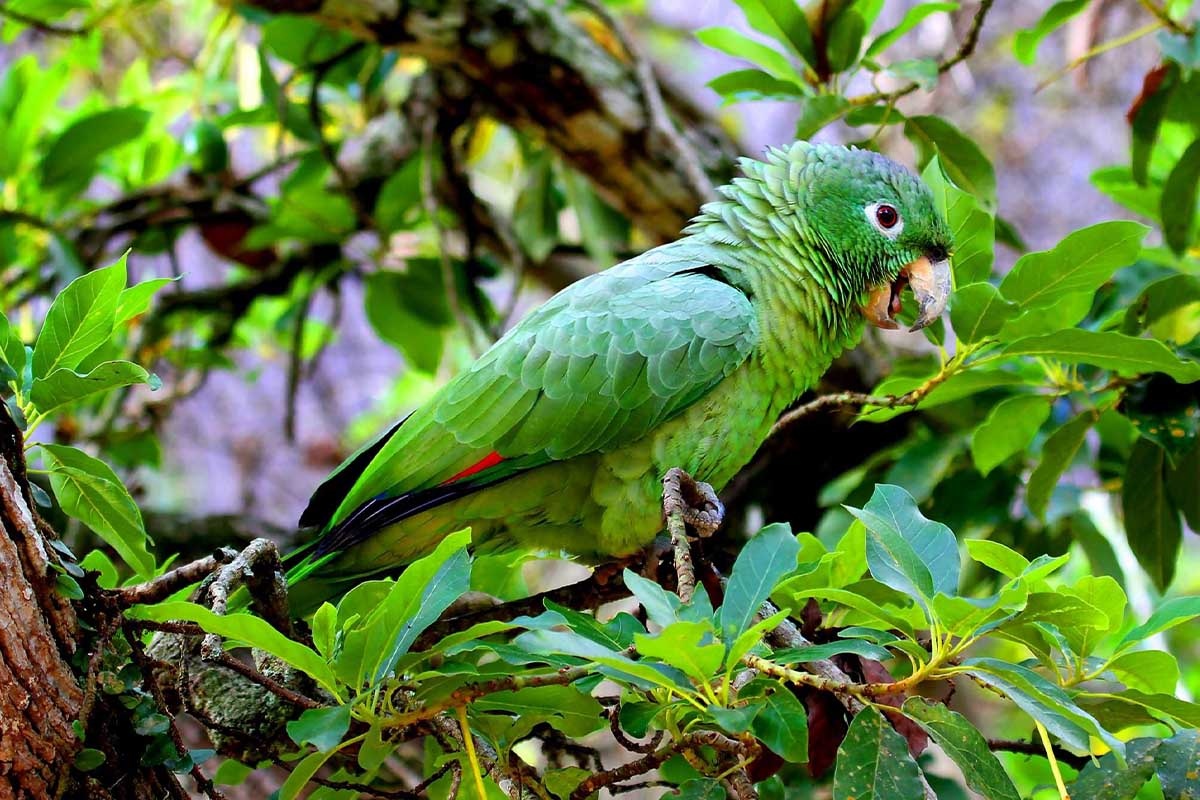 ormanda Güney mealy amazon papağanı