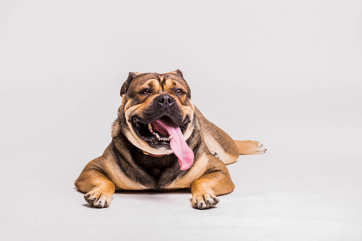 dili dışarıda oturan kahve siyah tüy renklerinde köpek