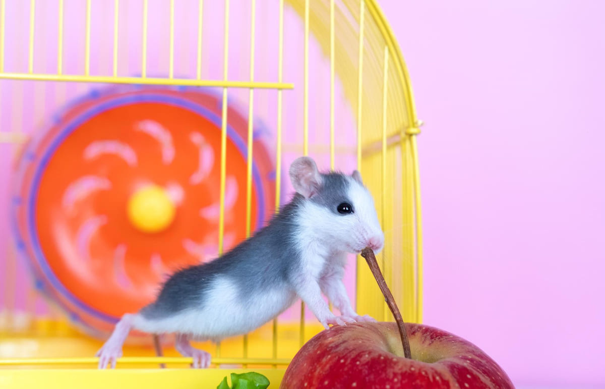 kafesinin önünde elma yemeye çalışan hamster