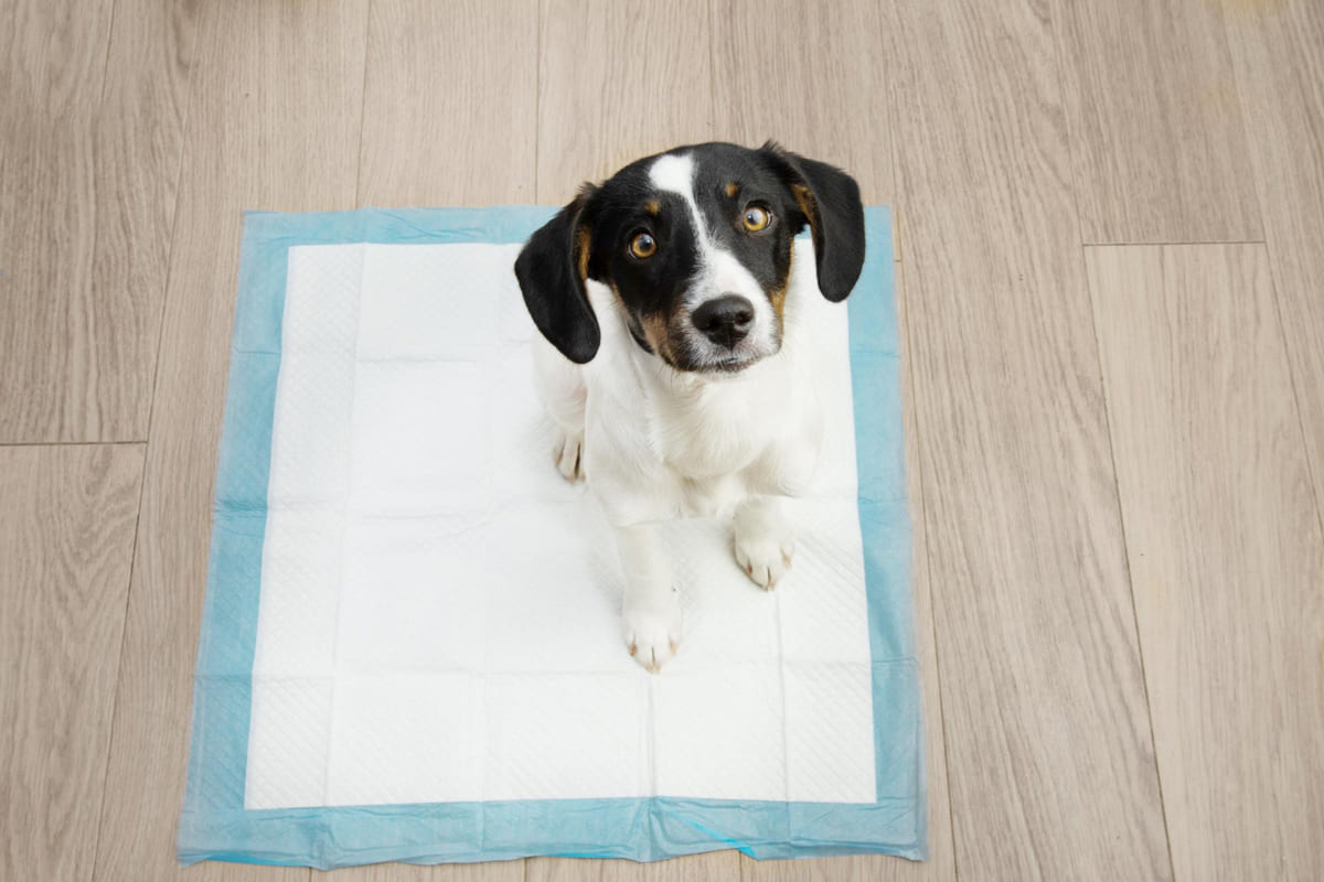 çiş pedinin üzerinde duran yavru köpek