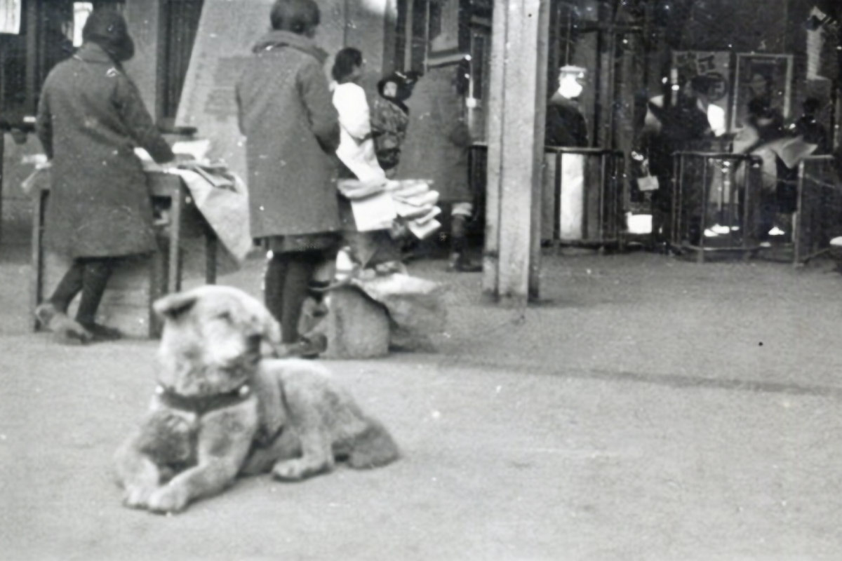 Hachiko istasyonun önünde oturuyor