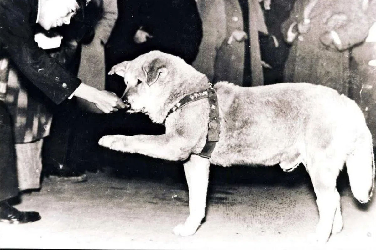 Hachiko'nun gerçek hikayesi, istasyon görevlisi onu besliyor