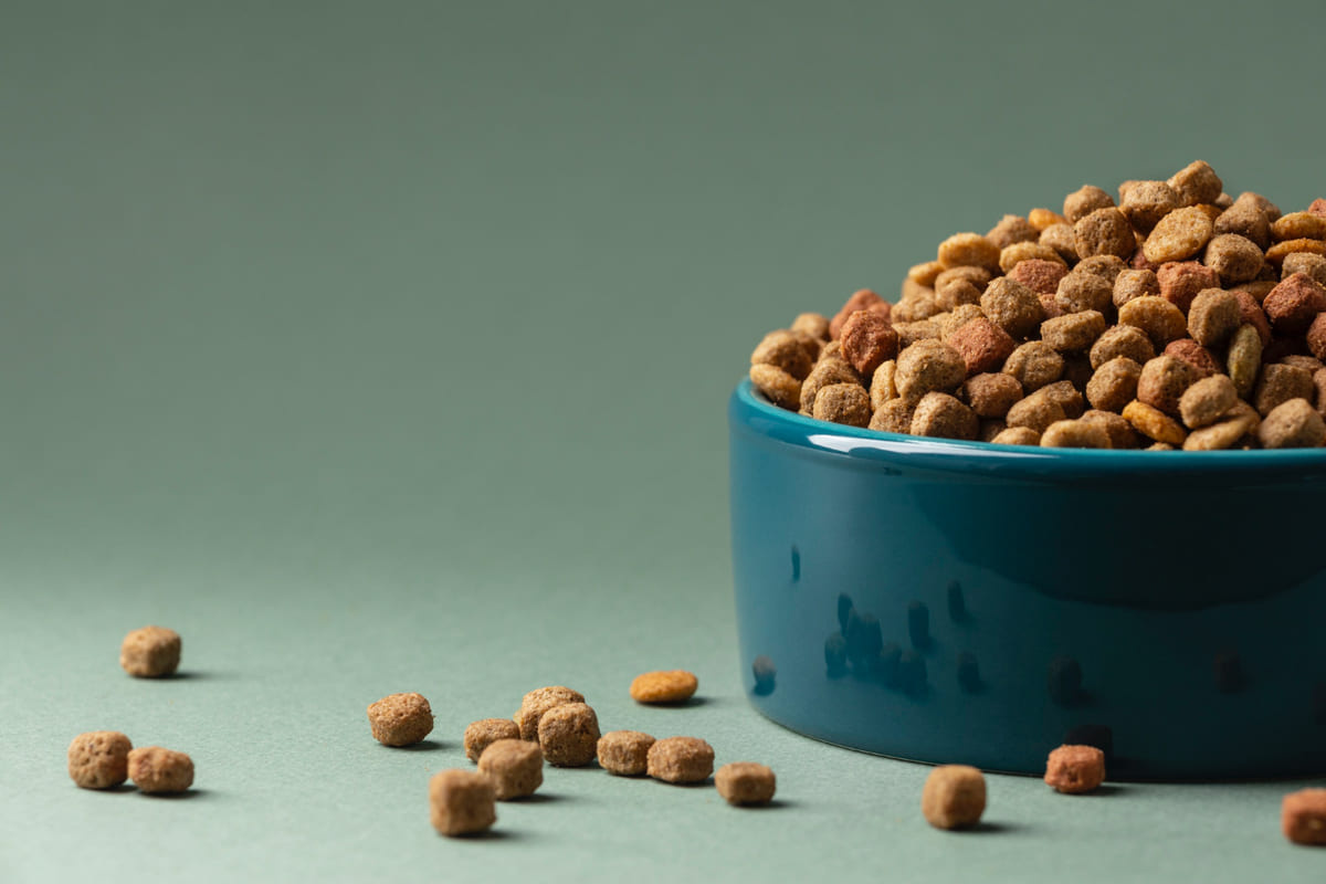 seramik mama kabı içerisinde mama