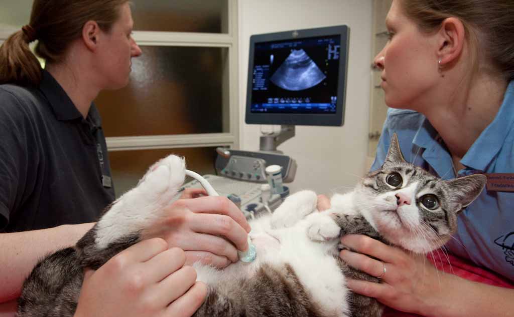 ultrasonla kontrol edilen hamile kedi