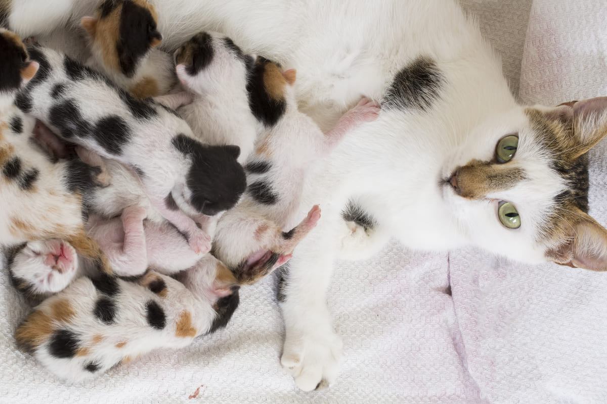 anne kedi yavrularını emzirirken kafasını kaldırmış