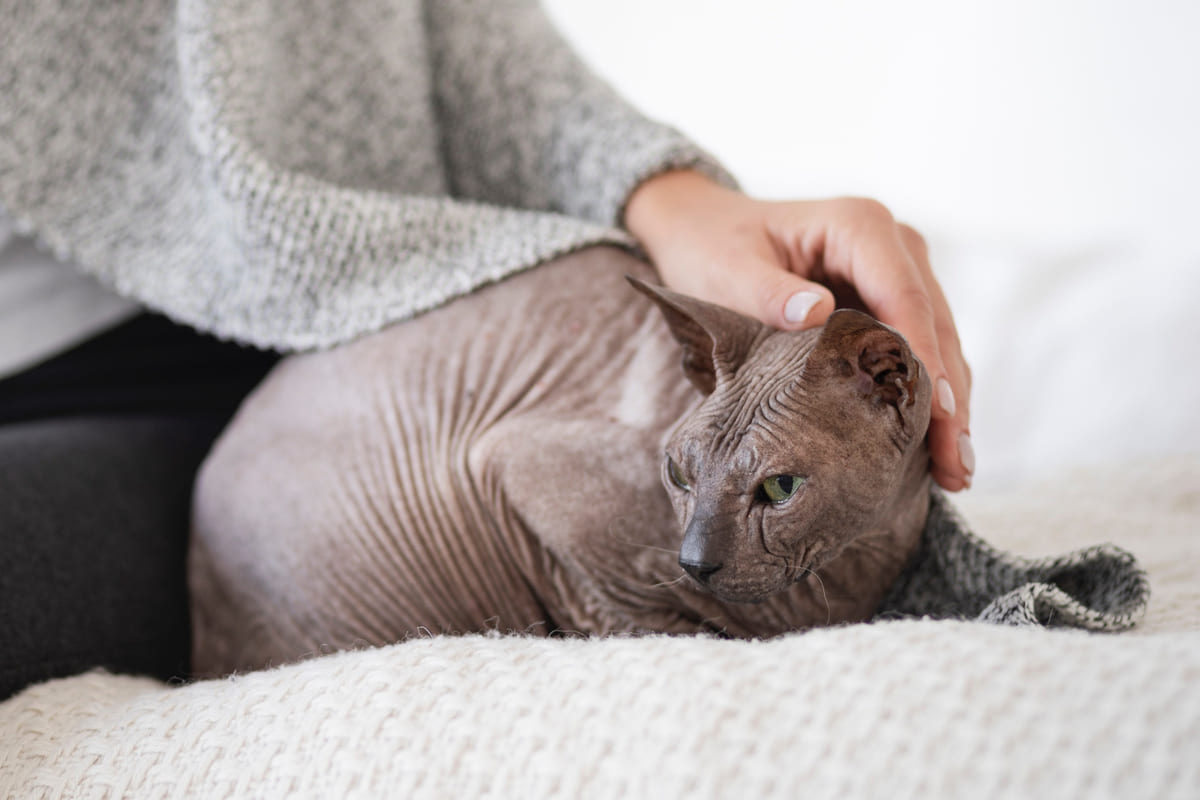sahibi tarafından nazikçe sevilen sfenks kedi
