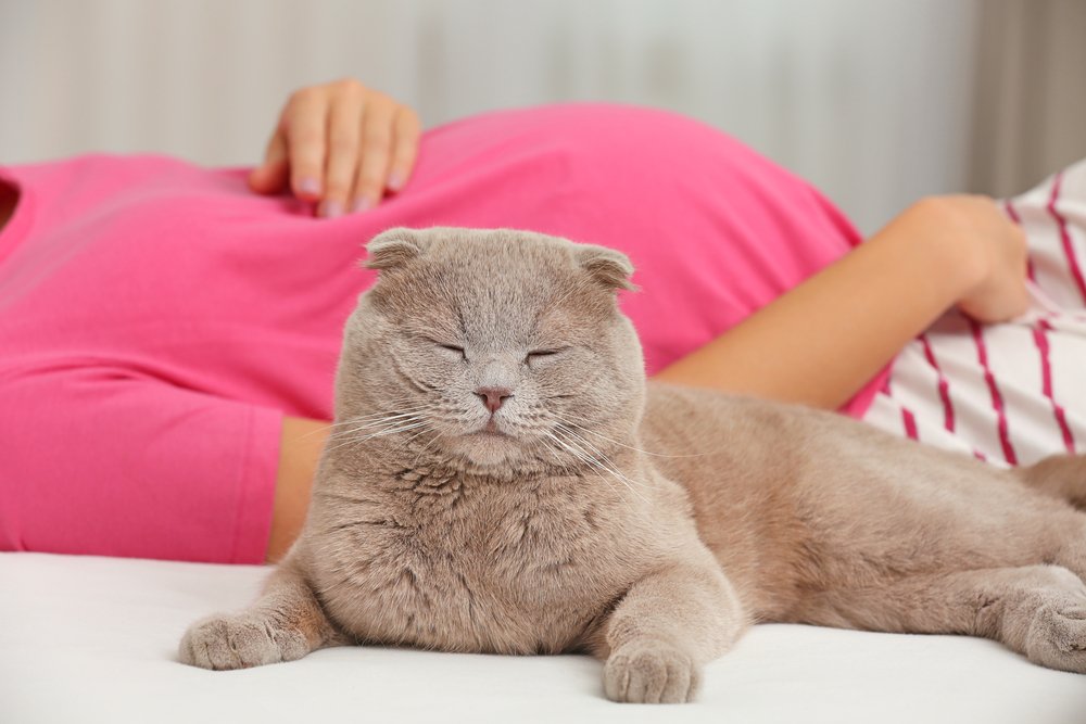 hamile kadının önünde oturan gri kedi