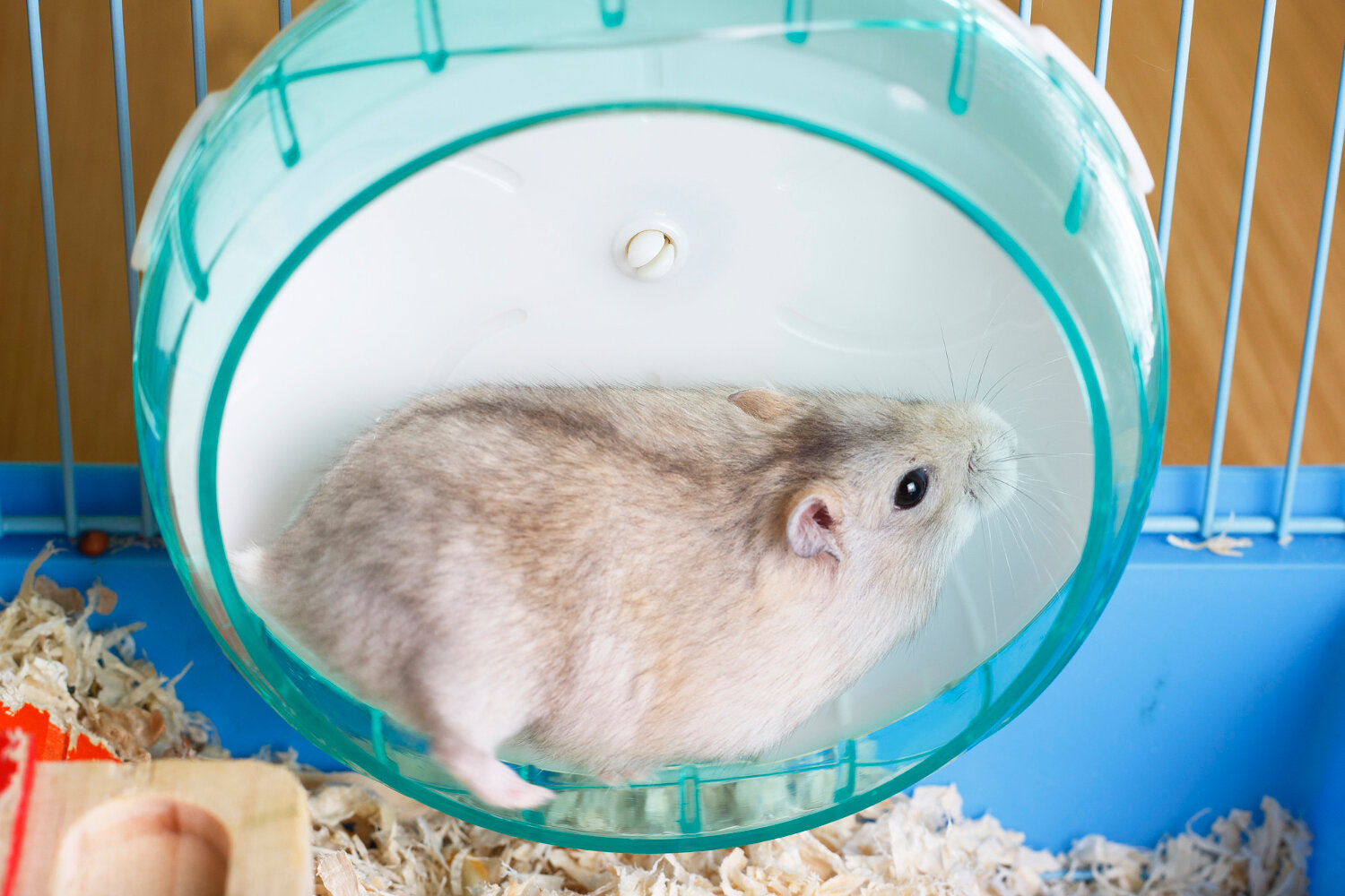 çarkında koşan hamster