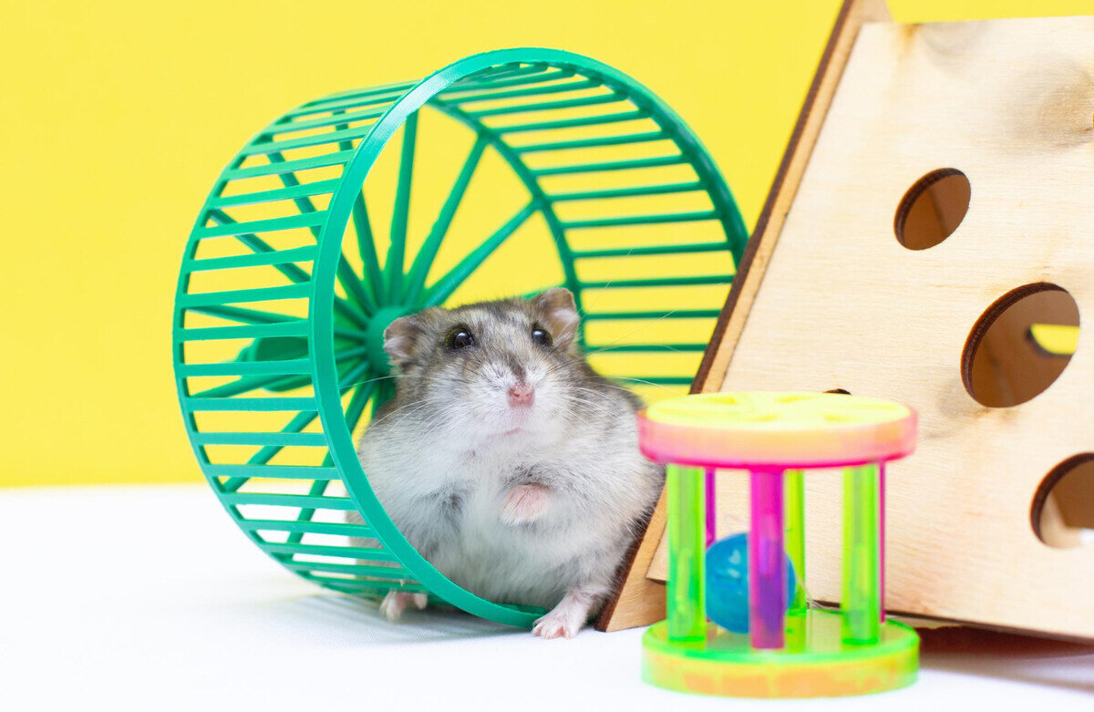 hamster oyuncakları arasında duran hamster