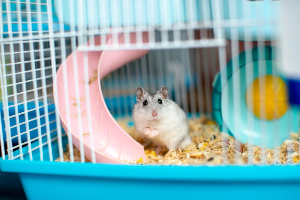 mavi kafes içerisinde hamster