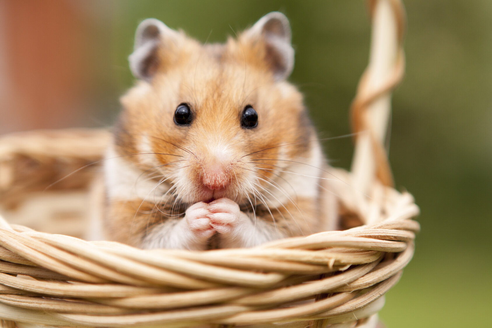 tatlı sevimli kahverengi tüylü hamster