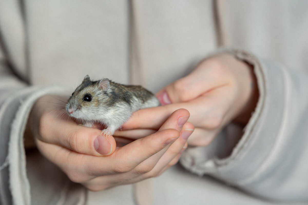 bir insan tarafından dikkatle tutulan hamster