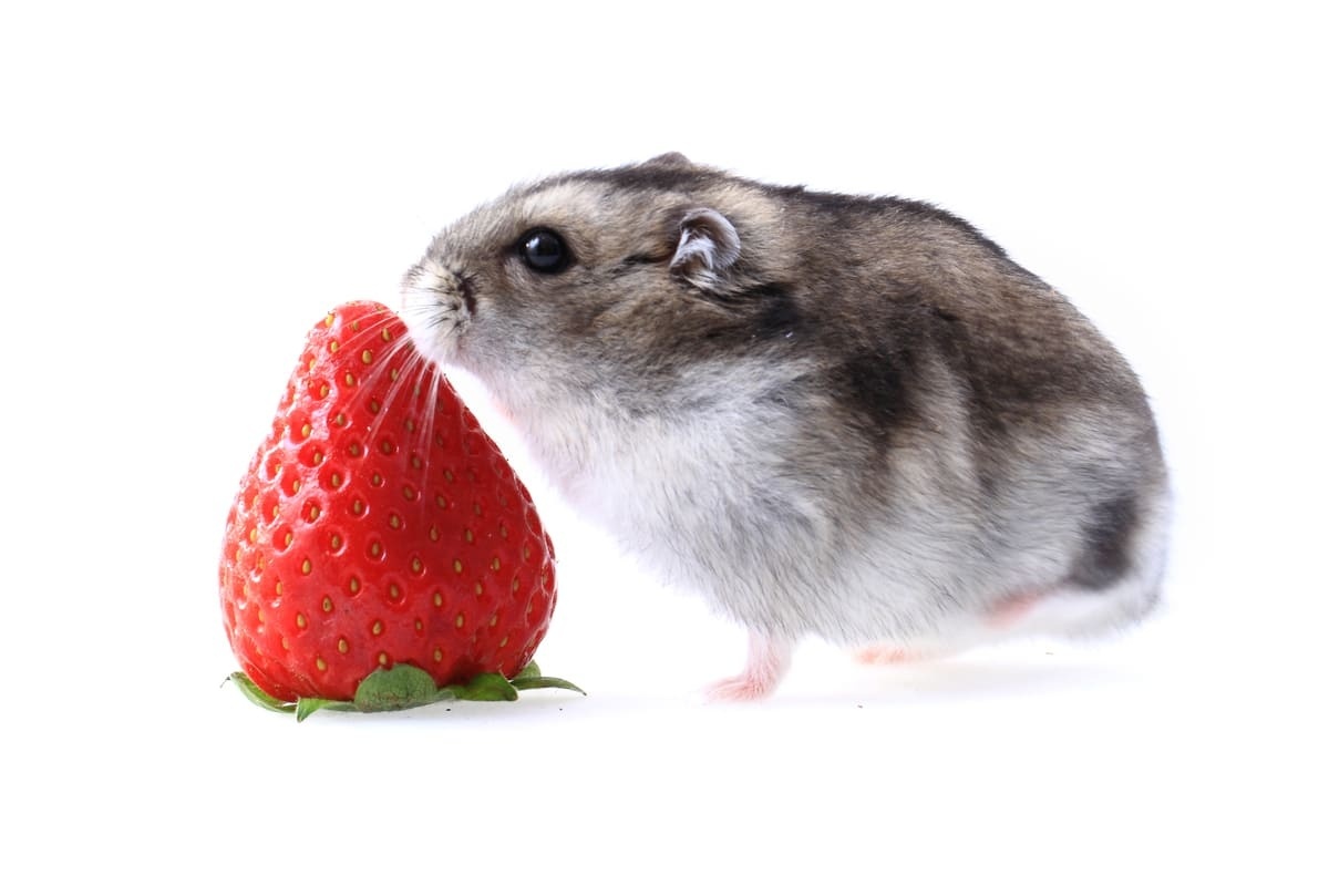 çilek koklayan hamster