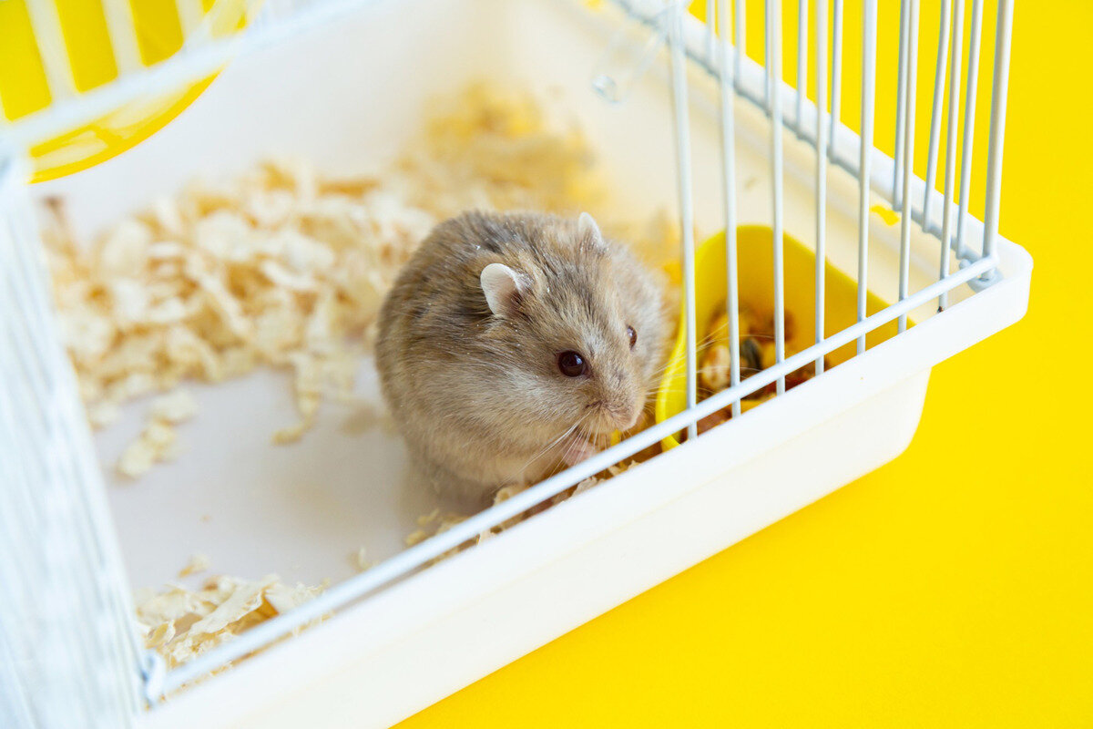 kafesinde duran hamster