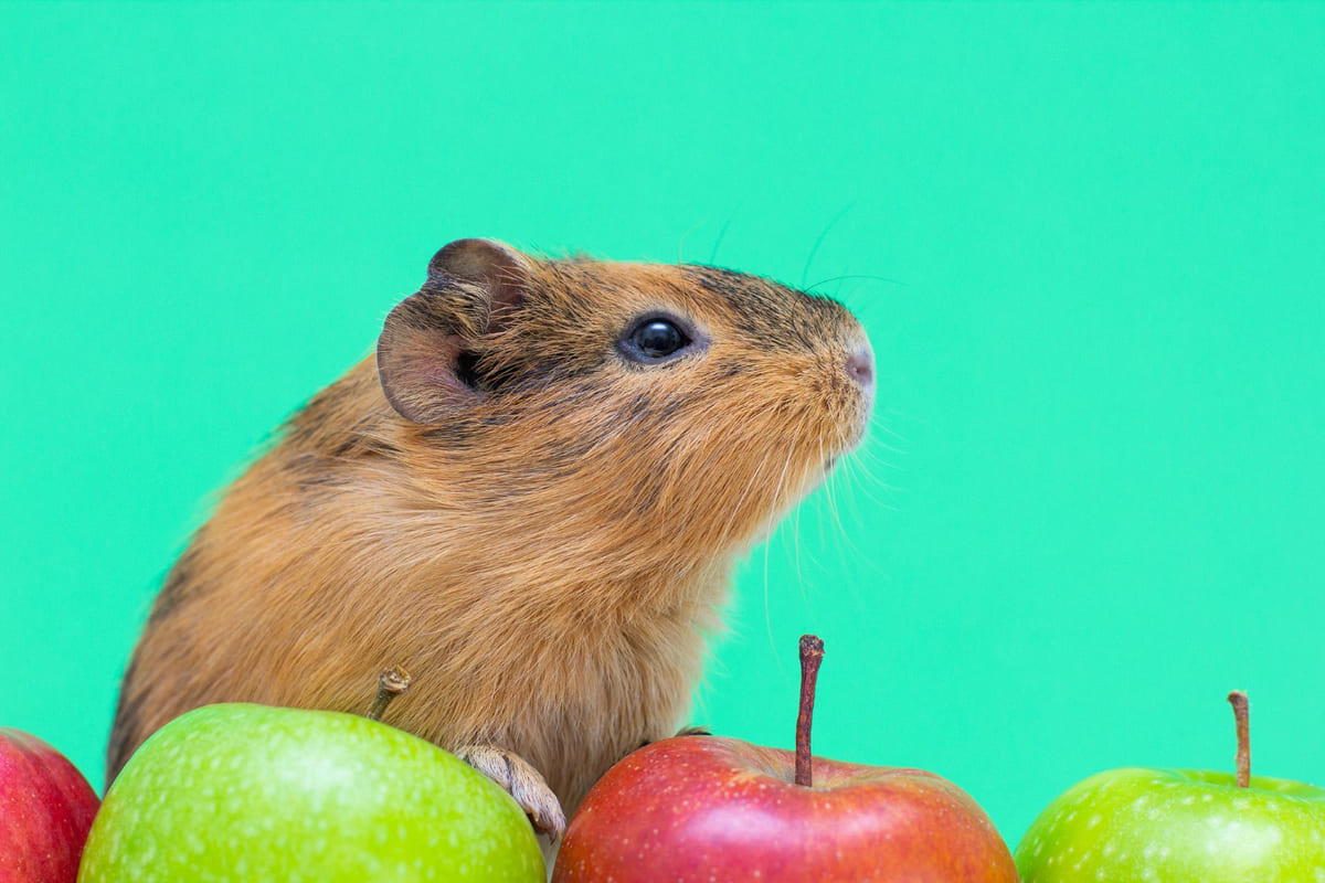 elmaların üzerinde duran hamster