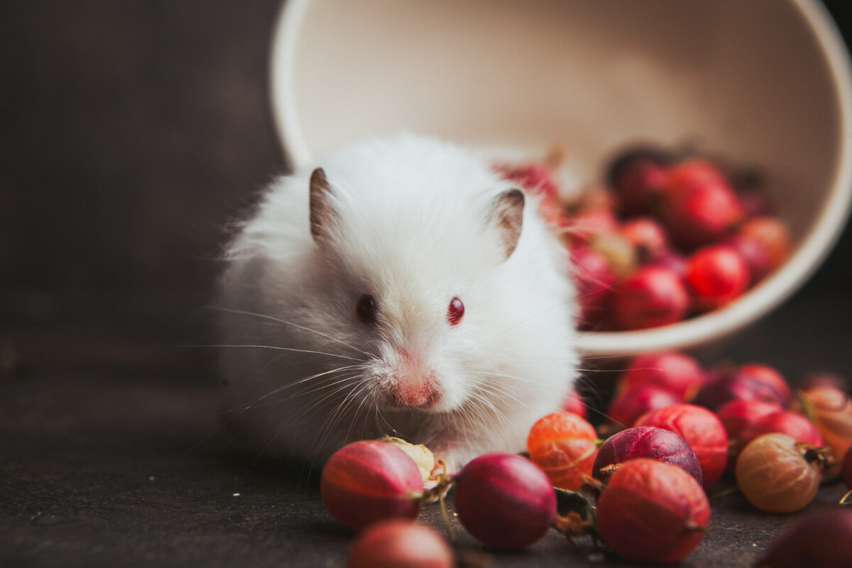 meyve tanelerinin arasında duran beyaz tüylü hamster