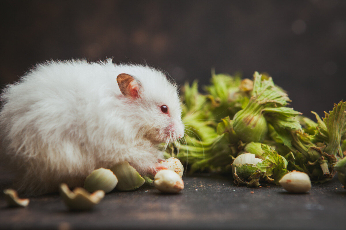 çiğ fındık yiyen beyaz tüylü hamster