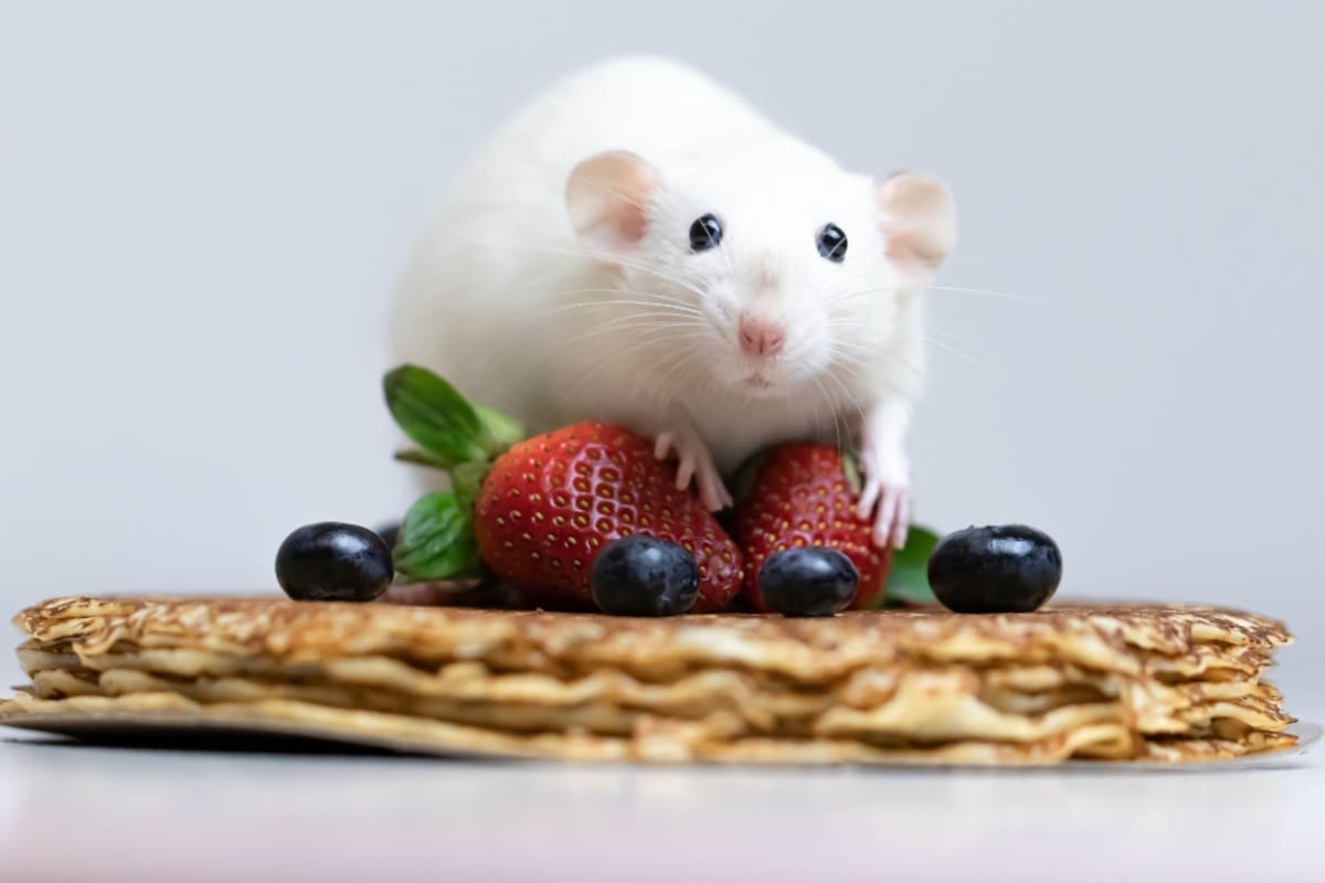 yaban mersini ve çilek üzerinde duran beyaz tüylü hamster