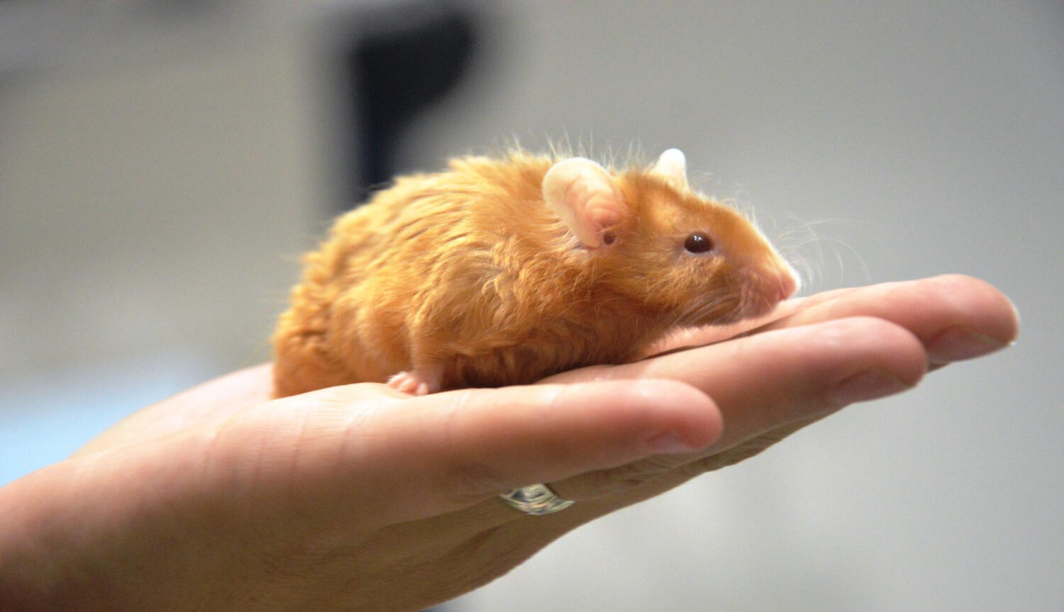 tüy sağlığı kötü olan bir hamster